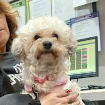 Thumbnail photo of Choochie #4