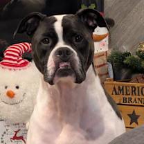 Thumbnail photo of Zeppoli #3