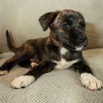 Thumbnail photo of OZZIE #1