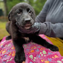 Thumbnail photo of WHISKEY #4