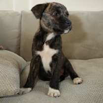 Thumbnail photo of OZZIE #2