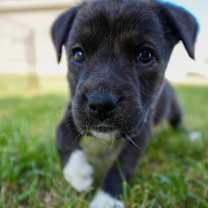 Thumbnail photo of OZZIE #3