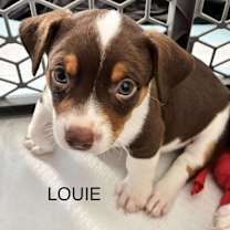 Thumbnail photo of Louie #3
