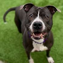 Thumbnail photo of Isabella #1