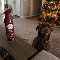 Thumbnail photo of Bear #3