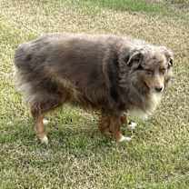 Thumbnail photo of Copper #3