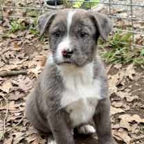 Thumbnail photo of Bo #1