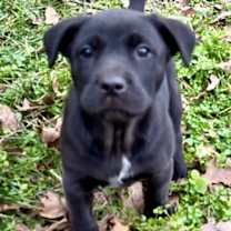 Thumbnail photo of Bandit #1