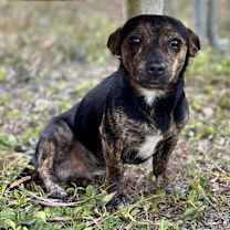 Thumbnail photo of Chaco #2