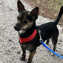 Thumbnail photo of Chaco #4