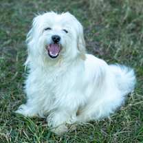 Thumbnail photo of Nugget #3