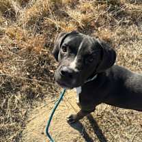 Thumbnail photo of Hurcules #1