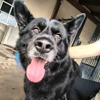 Thumbnail photo of Scooby #2