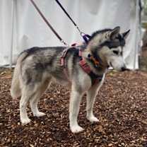 Thumbnail photo of Johan #2