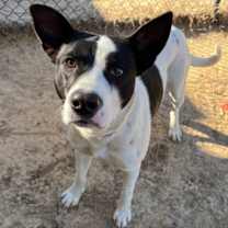 Thumbnail photo of CHECKERS #2