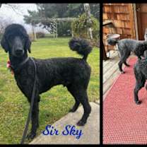 Thumbnail photo of Sir Sky of Williams #2