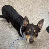 Thumbnail photo of Rusty #3