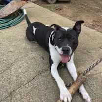 Thumbnail photo of Nallie #1