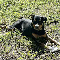 Thumbnail photo of Willow #3