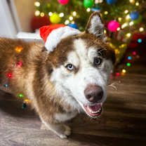 Thumbnail photo of Freddy #2