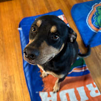 Thumbnail photo of Willow #4