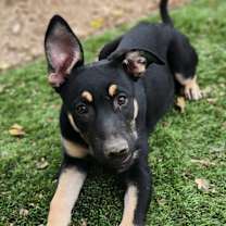 Thumbnail photo of Faora AL #1