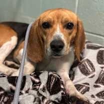 Thumbnail photo of Mustard  #1