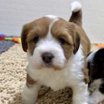 Thumbnail photo of Moxie #1