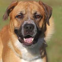 Thumbnail photo of Dioji #1