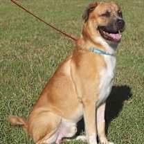 Thumbnail photo of Dioji #3