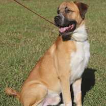 Thumbnail photo of Dioji #4