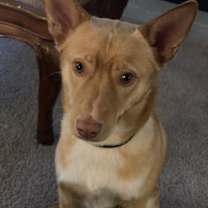 Thumbnail photo of Kona-Bear #1