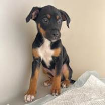 Thumbnail photo of Sybile #2