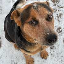 Thumbnail photo of Joyce Byers #1