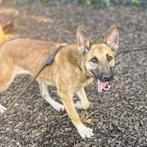 Thumbnail photo of Artemisia #1