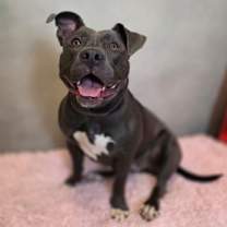 Thumbnail photo of Bella #1