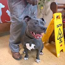 Thumbnail photo of Bella #3