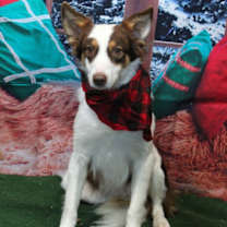 Thumbnail photo of Baskin #2