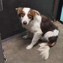 Thumbnail photo of Baskin #3