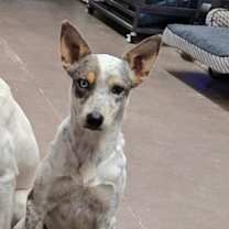 Thumbnail photo of Breckin #2