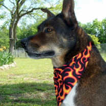 Thumbnail photo of Dusty #1