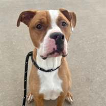 Thumbnail photo of Rocco #1