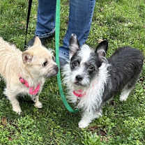 Thumbnail photo of Fauna #4