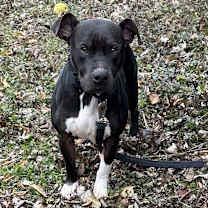 Thumbnail photo of Rudolph #1