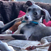 Thumbnail photo of Willow #1