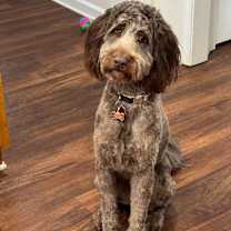 Thumbnail photo of Caesar #1