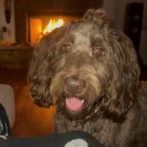 Thumbnail photo of Caesar #3