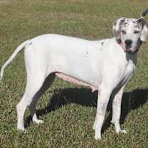 Thumbnail photo of Zinnia - Medical Hold HWT #4