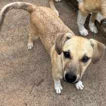 Thumbnail photo of Yoda #2