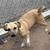 Thumbnail photo of Yoda #3